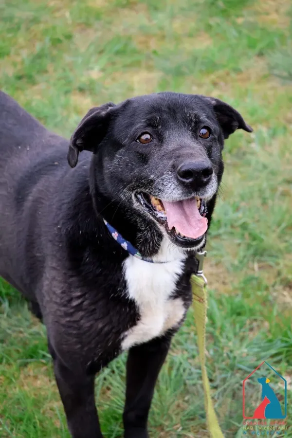 Pies do adopcji, Grudziądz, 6 sierpnia 2024 (1/5)