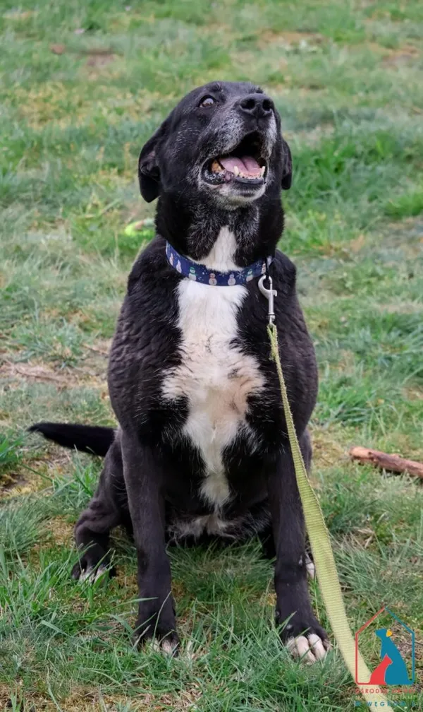 Pies do adopcji, Grudziądz, 6 sierpnia 2024 (2/5)