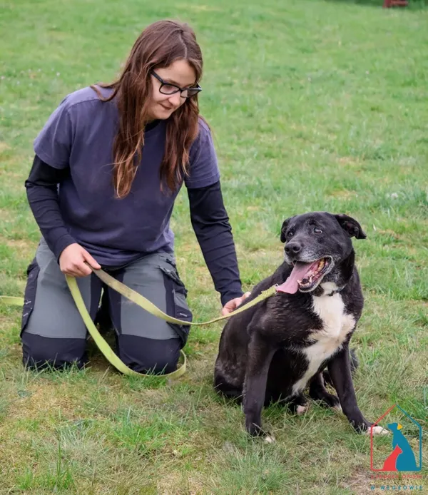 Pies do adopcji, Grudziądz, 6 sierpnia 2024 (3/5)