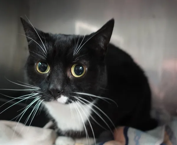 Znaleziono kota, Gdańsk, 23 lutego 2025