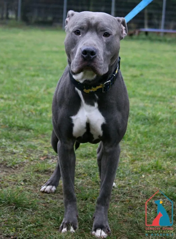 Pies do adopcji, Grudziądz, 11 listopada 2024