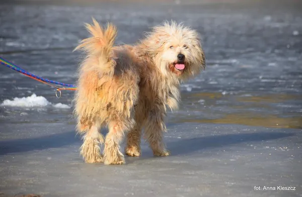 Znaleziono psa, Toruń, 8 lutego 2025