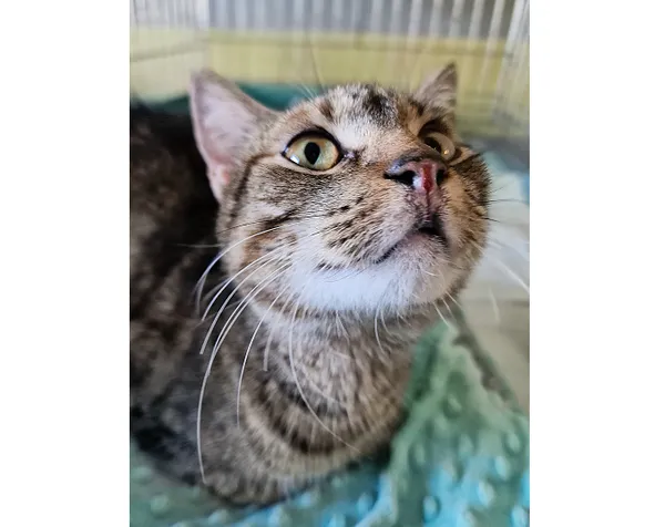 Kot do adopcji, Wrocław, 18 lutego 2025