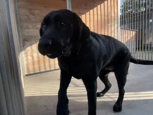 Pies do adopcji, Kraków, 9 lutego 2025