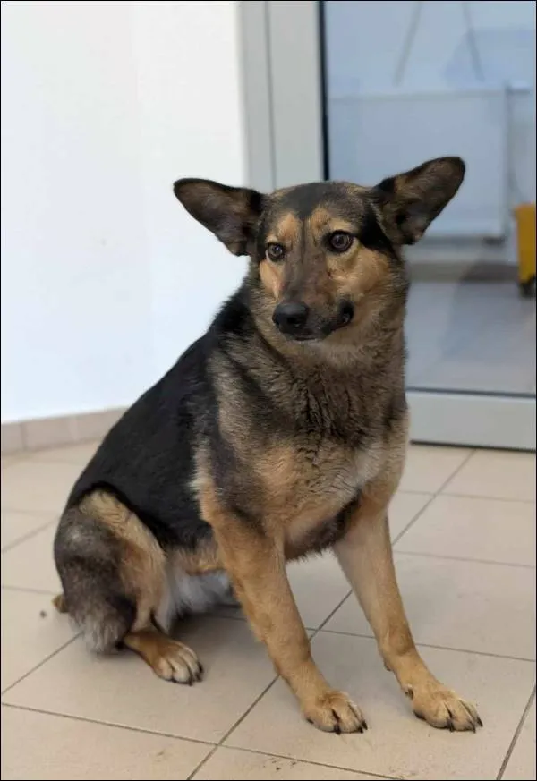 Znaleziono psa, Grudziądz, 23 lutego 2025