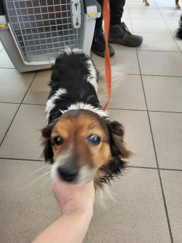 Znaleziono psa, Dobra, 24 lutego 2025