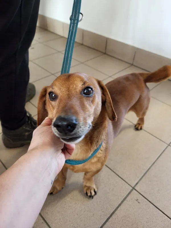 Znaleziono psa, Dobra, 24 lutego 2025