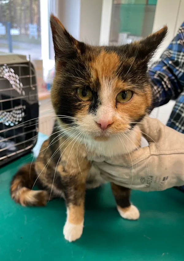 Znaleziono kota, Dobra, 22 lutego 2025