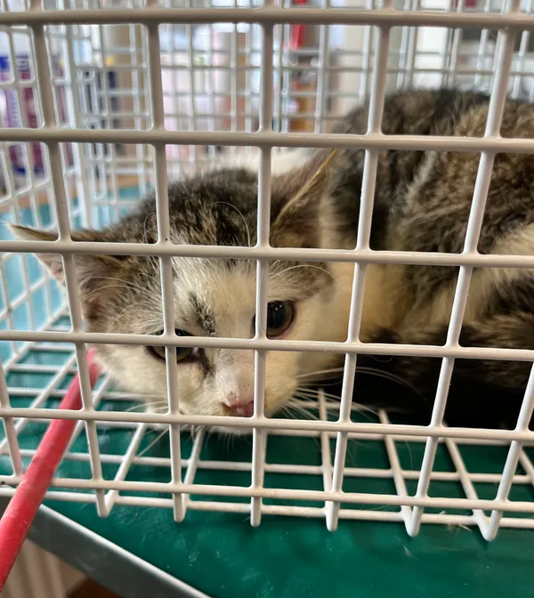 Znaleziono kota, Dobra, 22 lutego 2025