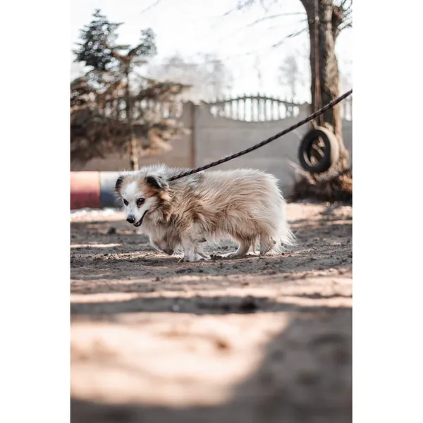 Znaleziono psa, Białystok, 6 lutego 2025 (3/4)