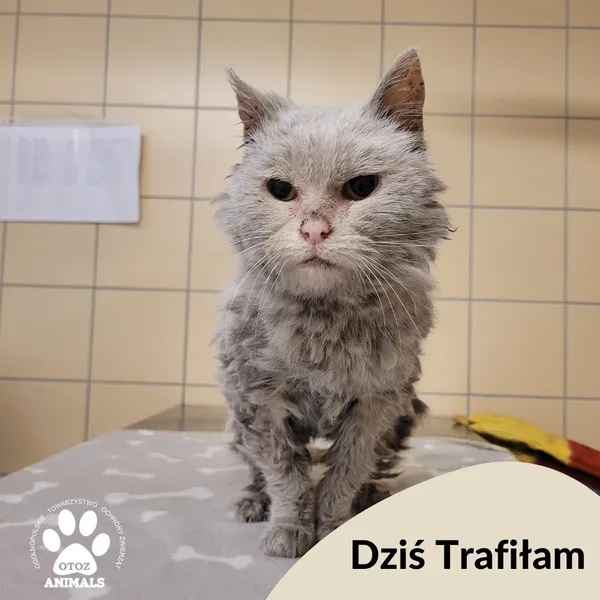 Znaleziono kota, Gdynia, 24 lutego 2025