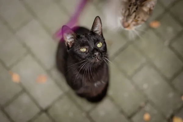 Kot do adopcji, Częstochowa, 12 sierpnia 2024 (1/5)