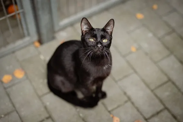 Kot do adopcji, Częstochowa, 12 sierpnia 2024 (2/5)