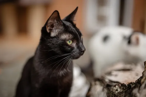 Kot do adopcji, Częstochowa, 12 sierpnia 2024 (3/5)