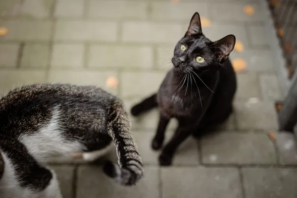 Kot do adopcji, Częstochowa, 12 sierpnia 2024 (4/5)