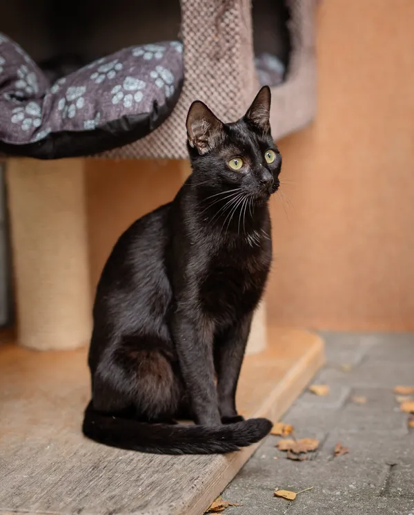 Kot do adopcji, Częstochowa, 12 sierpnia 2024 (5/5)