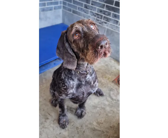 Kot do adopcji, Wrocław, 14 lutego 2025