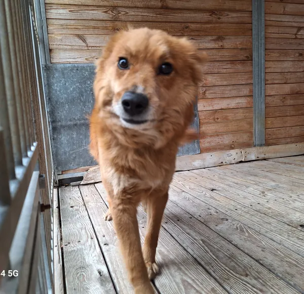 Pies do adopcji, Orzechowce, 24 lutego 2025 (1/5)