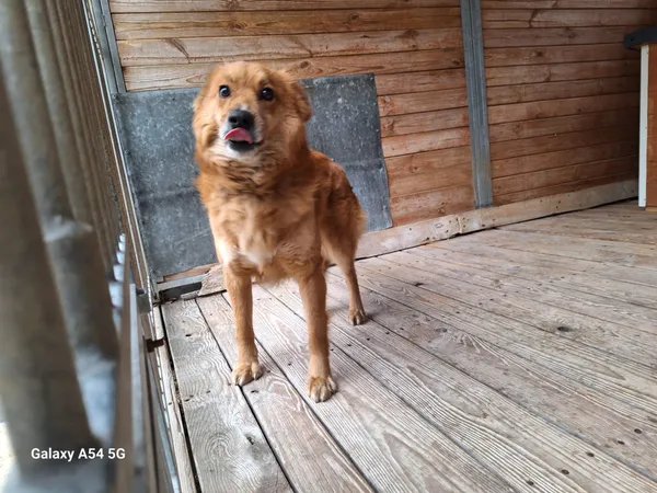 Pies do adopcji, Orzechowce, 24 lutego 2025 (2/5)