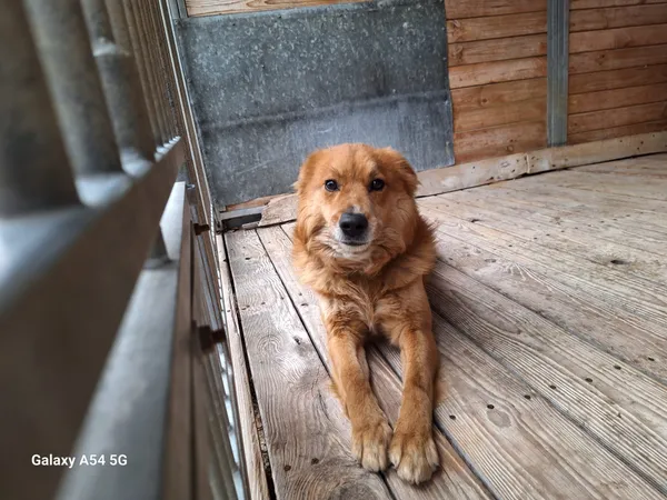 Pies do adopcji, Orzechowce, 24 lutego 2025 (4/5)