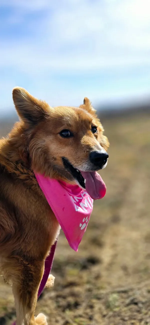 Pies do adopcji, Orzechowce, 24 lutego 2025 (5/5)