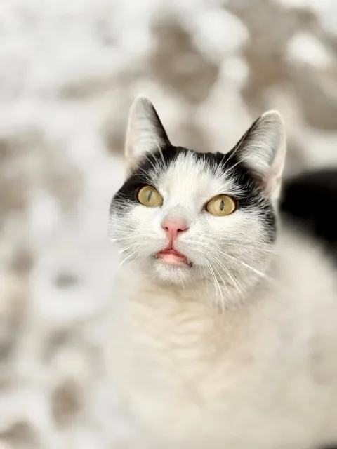 Kot do adopcji, Piła, 18 września 2024 (1/5)