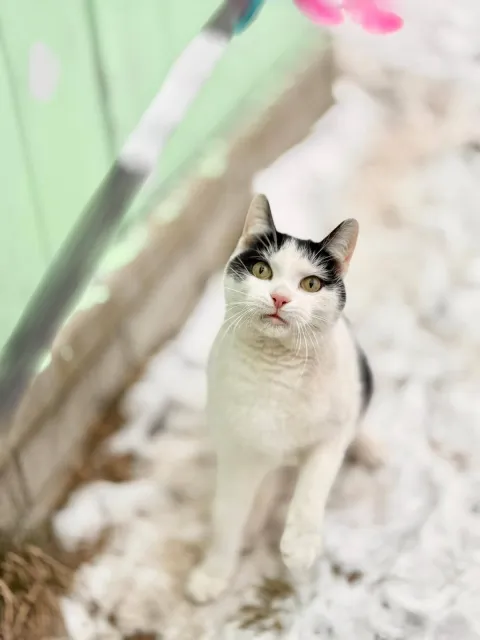 Kot do adopcji, Piła, 18 września 2024 (2/5)