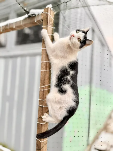 Kot do adopcji, Piła, 18 września 2024 (3/5)