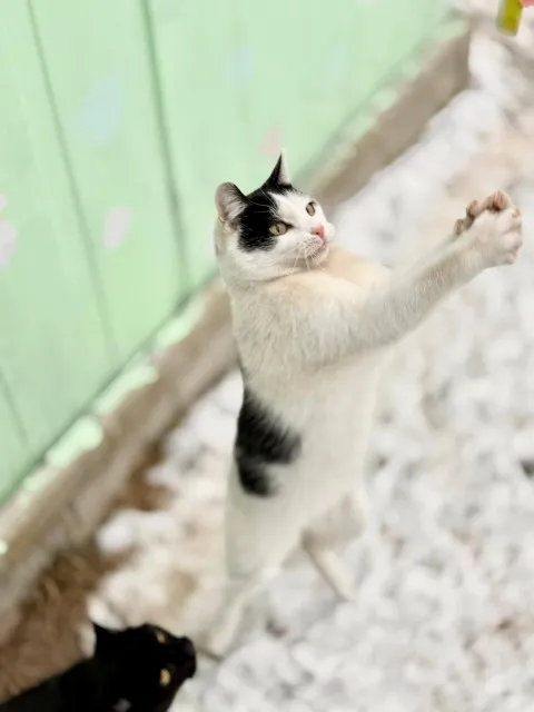 Kot do adopcji, Piła, 18 września 2024 (4/5)