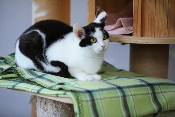 Kot do adopcji, Piła, 18 września 2024 (5/5)