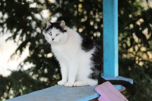 Kot do adopcji, Piła, 14 marca 2024