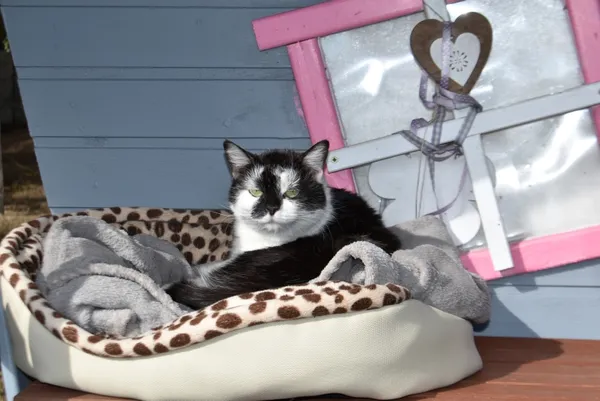 Kot do adopcji, Piła, 9 marca 2024