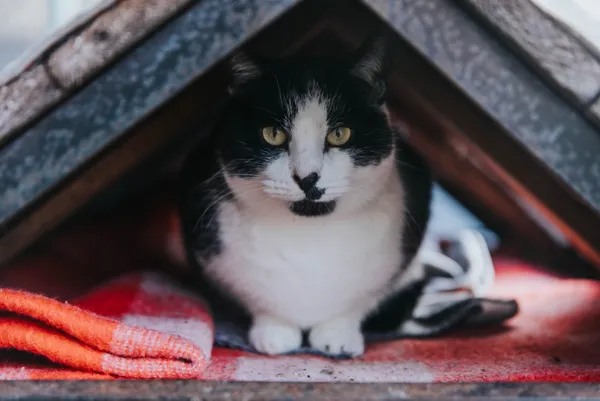 Kot do adopcji, Piła, 10 maja 2024