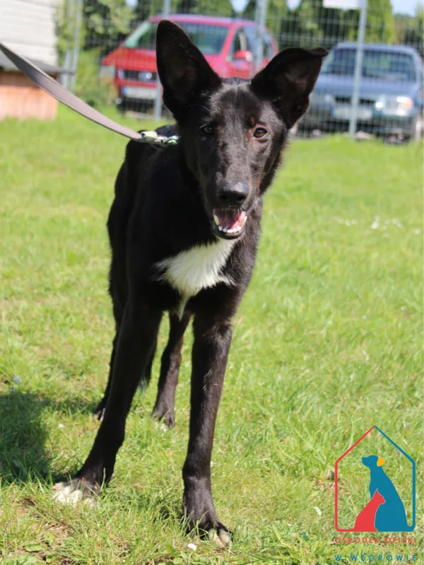 Pies do adopcji, Grudziądz, 6 sierpnia 2024