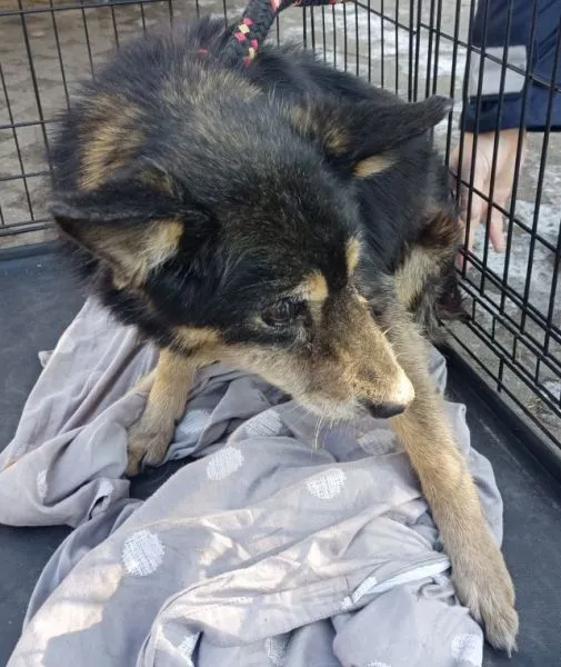 Znaleziono psa, Radom, 22 lutego 2025