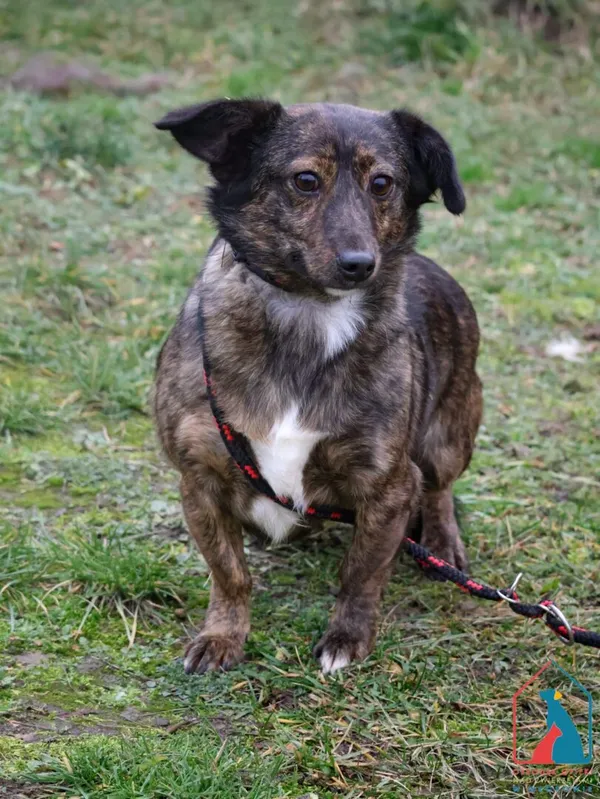 Pies do adopcji, Grudziądz, 13 października 2023 (1/5)