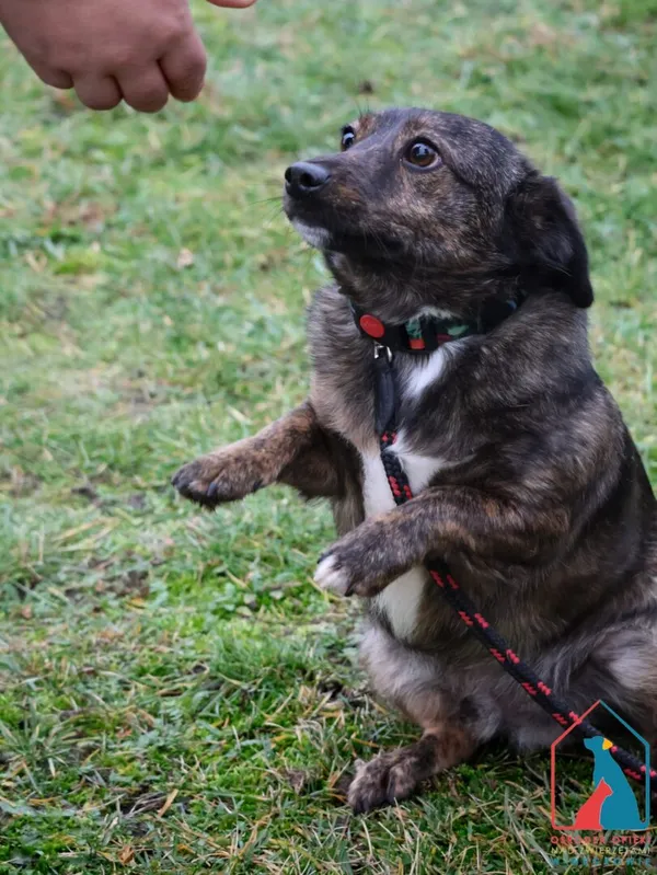 Pies do adopcji, Grudziądz, 13 października 2023 (5/5)