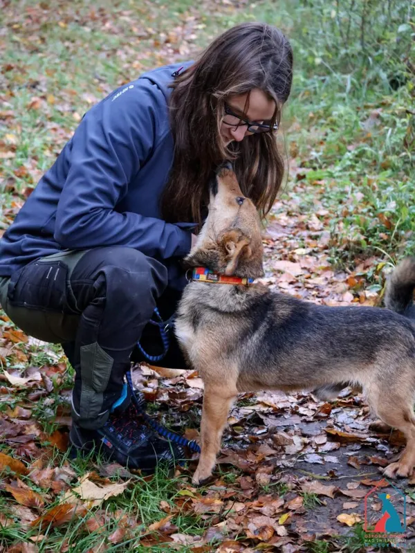 Pies do adopcji, Grudziądz, 27 lipca 2024 (3/5)