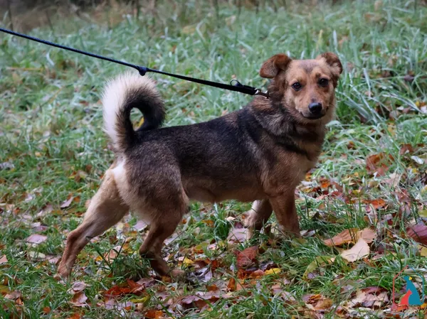 Pies do adopcji, Grudziądz, 27 lipca 2024 (4/5)