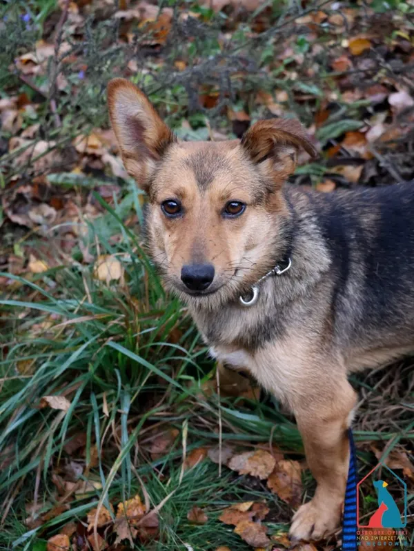 Pies do adopcji, Grudziądz, 27 lipca 2024 (5/5)