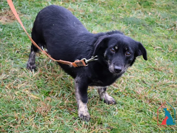 Pies do adopcji, Grudziądz, 13 października 2023 (3/5)