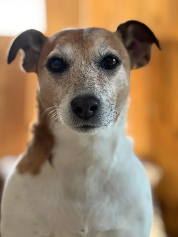 Zaginął pies, Gdańsk, Stogi, 25 lutego 2025