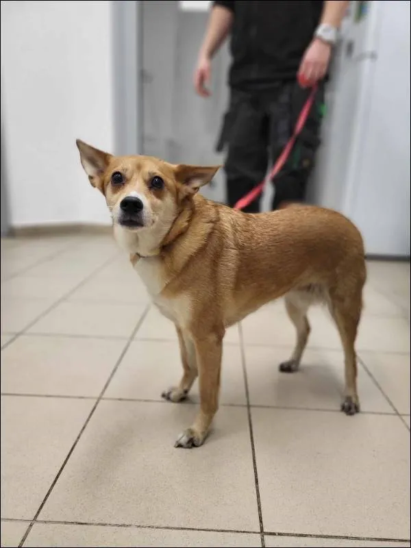 Znaleziono psa, Grudziądz, 24 lutego 2025