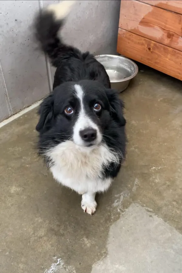 Znaleziono psa, Lublin, 22 lutego 2025