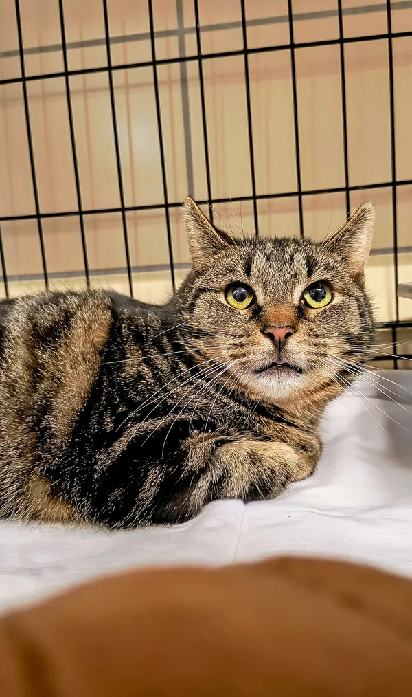 Kot do adopcji, Gdynia, 25 lutego 2025 (2/4)