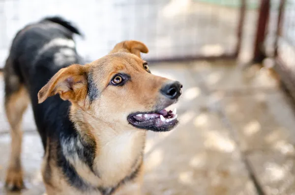 Oddam psa, Sopot, Przylesie, 25 lutego 2025 (2/3)