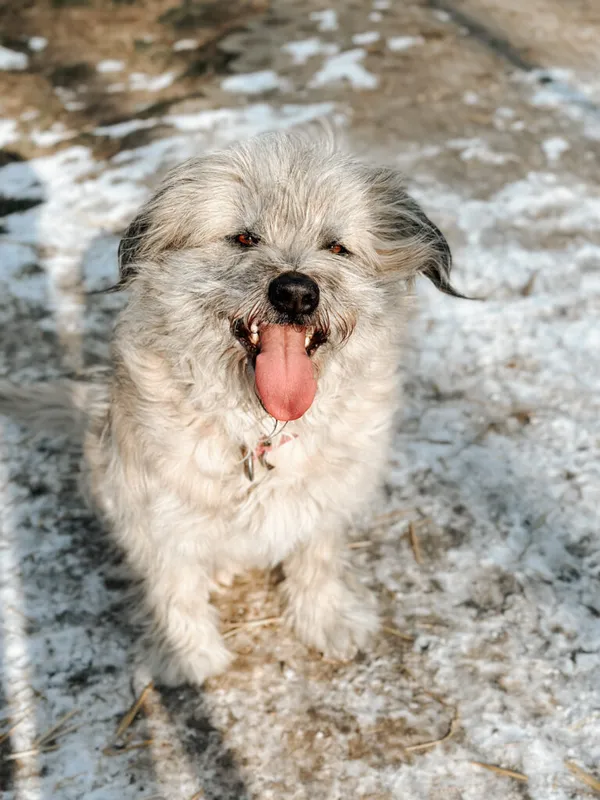 Pies do adopcji, Korabiewice, 24 lutego 2025 (1/5)