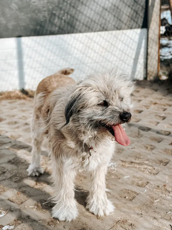 Pies do adopcji, Korabiewice, 24 lutego 2025 (5/5)