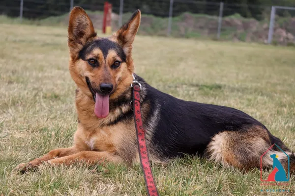 Pies do adopcji, Grudziądz, 13 lutego 2025 (1/5)