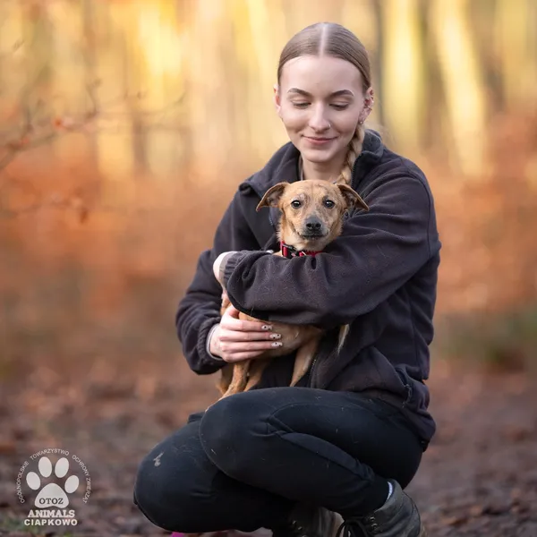 Pies do adopcji, Gdynia, 25 lutego 2025 (2/3)